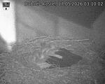 Capi_Dubne_20260517_031002.jpg
