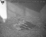 Capi_Dubne_20260517_031503.jpg