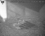 Capi_Dubne_20260517_034003.jpg