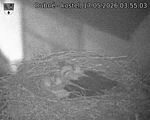 Capi_Dubne_20260517_035503.jpg