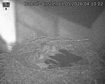 Capi_Dubne_20260517_041002.jpg