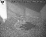 Capi_Dubne_20260517_042503.jpg