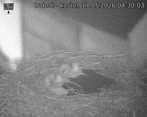 Capi_Dubne_20260517_043003.jpg (1350&nbsp;x&nbsp;1080)