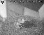 Capi_Dubne_20260517_044002.jpg