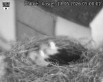 Capi_Dubne_20260517_050002.jpg