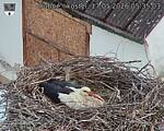 Capi_Dubne_20260517_053503.jpg