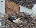 Capi_Dubne_20260517_054002.jpg