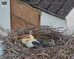 Capi_Dubne_20260517_055002.jpg