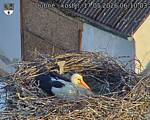 Capi_Dubne_20260517_061003.jpg