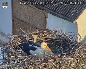 Capi_Dubne_20260517_061003.jpg (1350&nbsp;x&nbsp;1080)