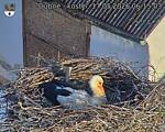 Capi_Dubne_20260517_061503.jpg