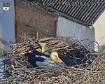 Capi_Dubne_20260517_062503.jpg