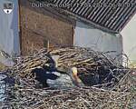 Capi_Dubne_20260517_064003.jpg