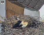 Capi_Dubne_20260517_071004.jpg
