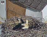 Capi_Dubne_20260517_071504.jpg