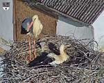 Capi_Dubne_20260517_072004.jpg