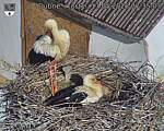 Capi_Dubne_20260517_073503.jpg