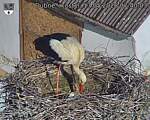 Capi_Dubne_20260517_074003.jpg