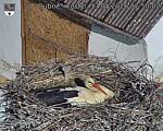 Capi_Dubne_20260517_075002.jpg