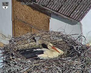 Capi_Dubne_20260517_075002.jpg (1350&nbsp;x&nbsp;1080)