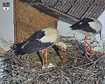 Capi_Dubne_20260517_080003.jpg
