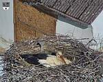 Capi_Dubne_20260517_080503.jpg