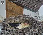 Capi_Dubne_20260517_081503.jpg