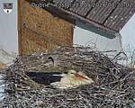 Capi_Dubne_20260517_082002.jpg
