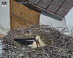 Capi_Dubne_20260517_082504.jpg