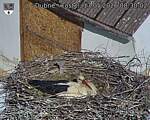 Capi_Dubne_20260517_083002.jpg