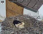 Capi_Dubne_20260517_084003.jpg