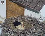 Capi_Dubne_20260517_090003.jpg