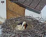 Capi_Dubne_20260517_091504.jpg