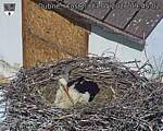 Capi_Dubne_20260517_094502.jpg