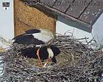 Capi_Dubne_20260517_102003.jpg