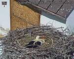 Capi_Dubne_20260517_102503.jpg