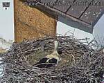 Capi_Dubne_20260517_103003.jpg