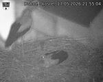 Capi_Dubne_20260517_215504.jpg