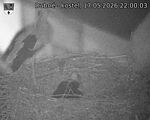 Capi_Dubne_20260517_220003.jpg