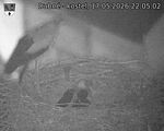 Capi_Dubne_20260517_220502.jpg