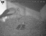 Capi_Dubne_20260517_221002.jpg