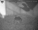 Capi_Dubne_20260517_221502.jpg