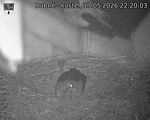 Capi_Dubne_20260517_222003.jpg
