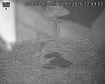Capi_Dubne_20260517_224002.jpg