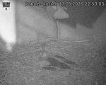 Capi_Dubne_20260517_225003.jpg