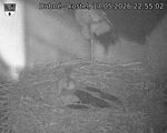 Capi_Dubne_20260517_225502.jpg