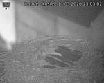 Capi_Dubne_20260517_230502.jpg