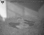 Capi_Dubne_20260517_231503.jpg