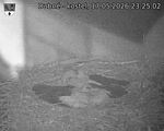 Capi_Dubne_20260517_232502.jpg