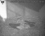 Capi_Dubne_20260517_233003.jpg